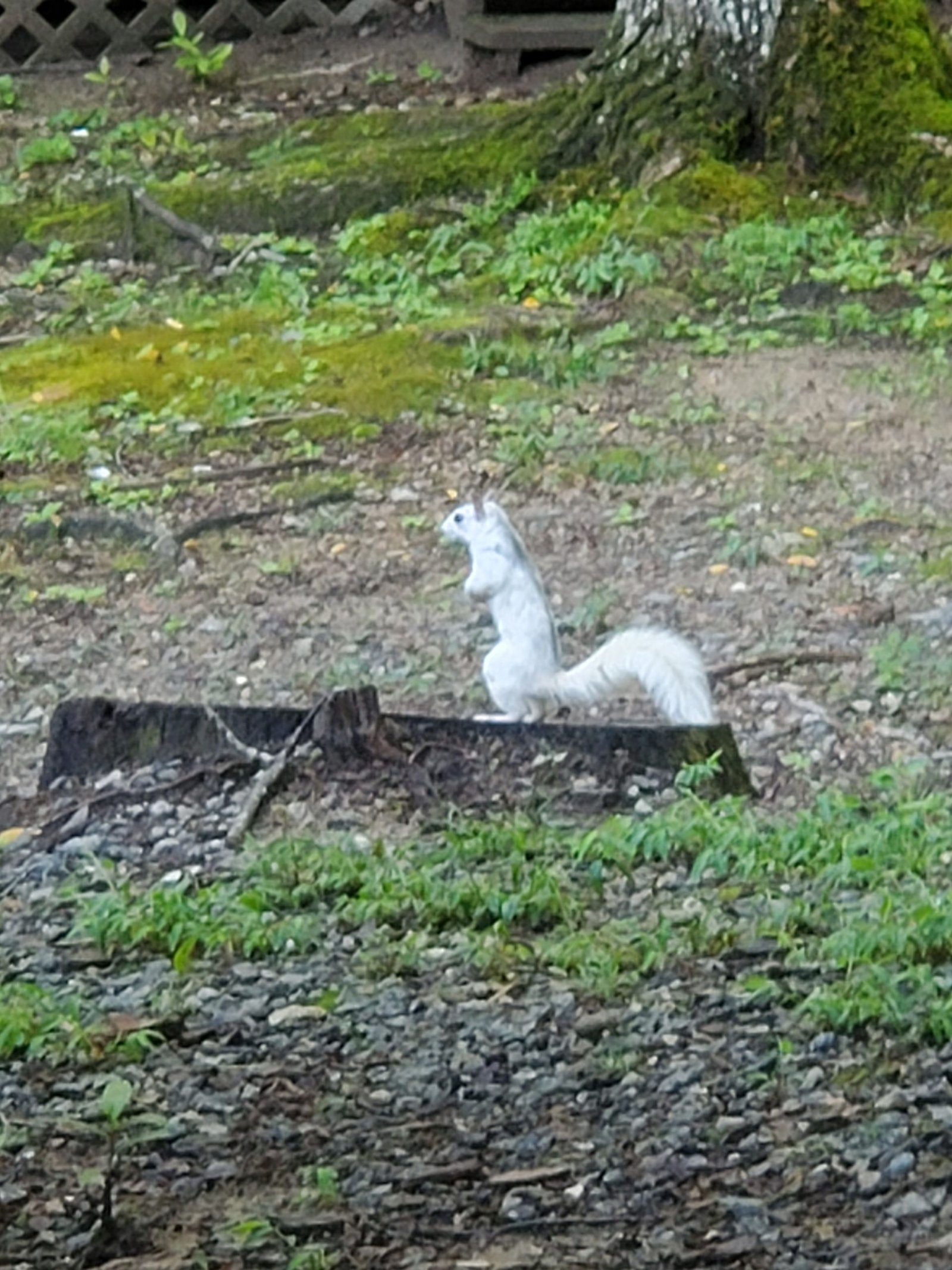 White Squirrel